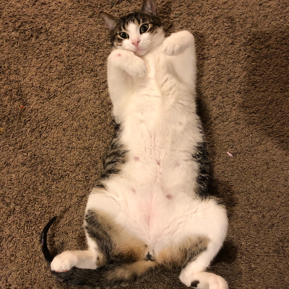 Meet your Posher, Nadelle